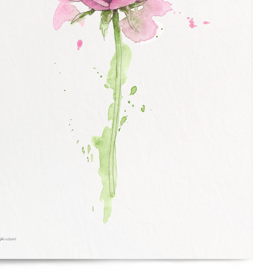 Pink rose painting on a white background