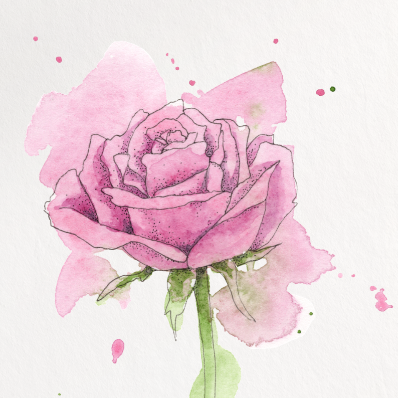 Pink rose painting on a white background
