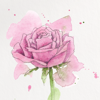 Pink rose painting on a white background
