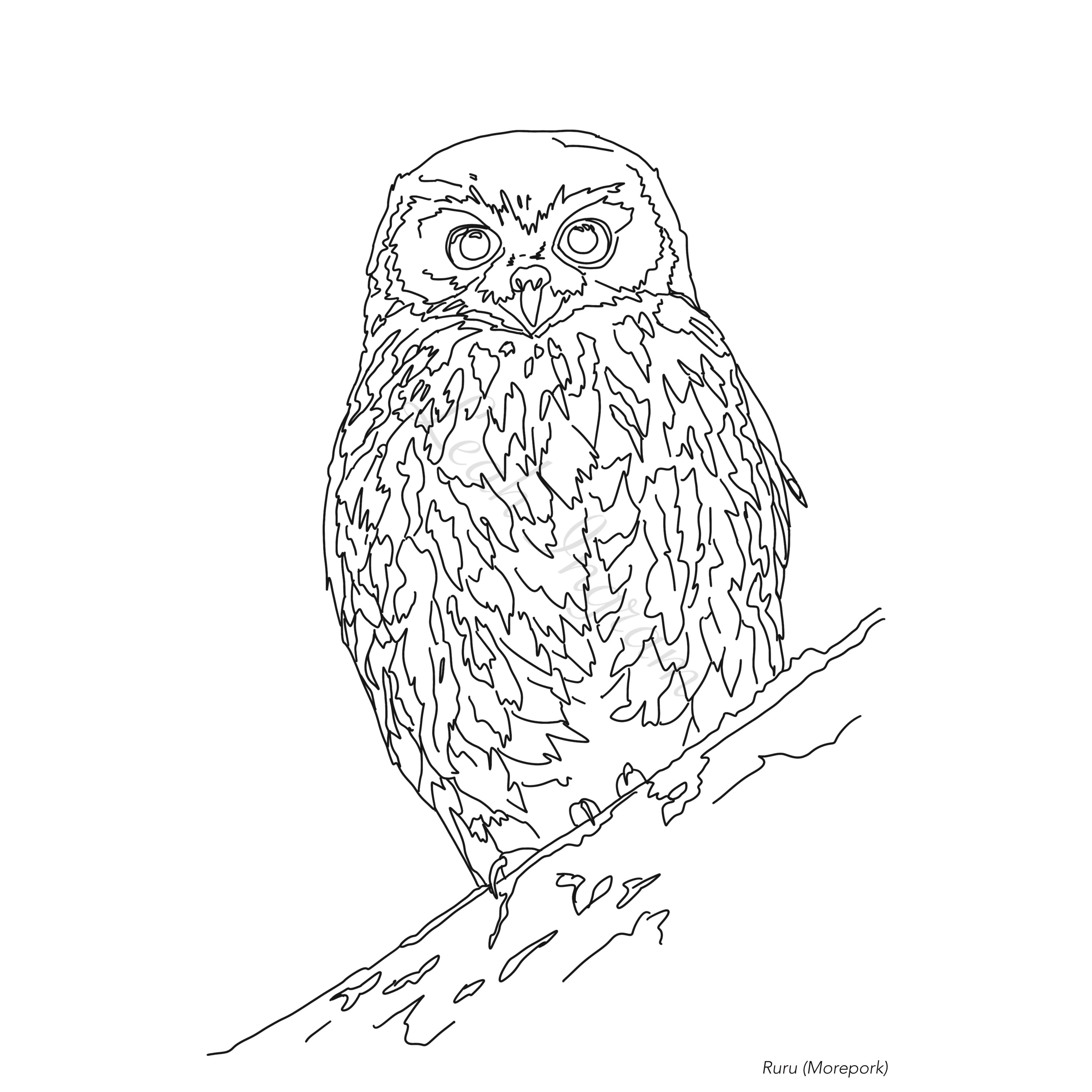 Ruru Colour Page – Fantailed Illustrations