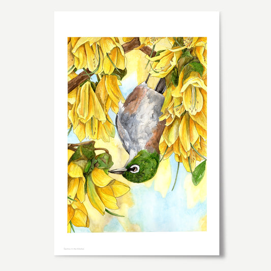 Tauhou in the Kōwhai Print