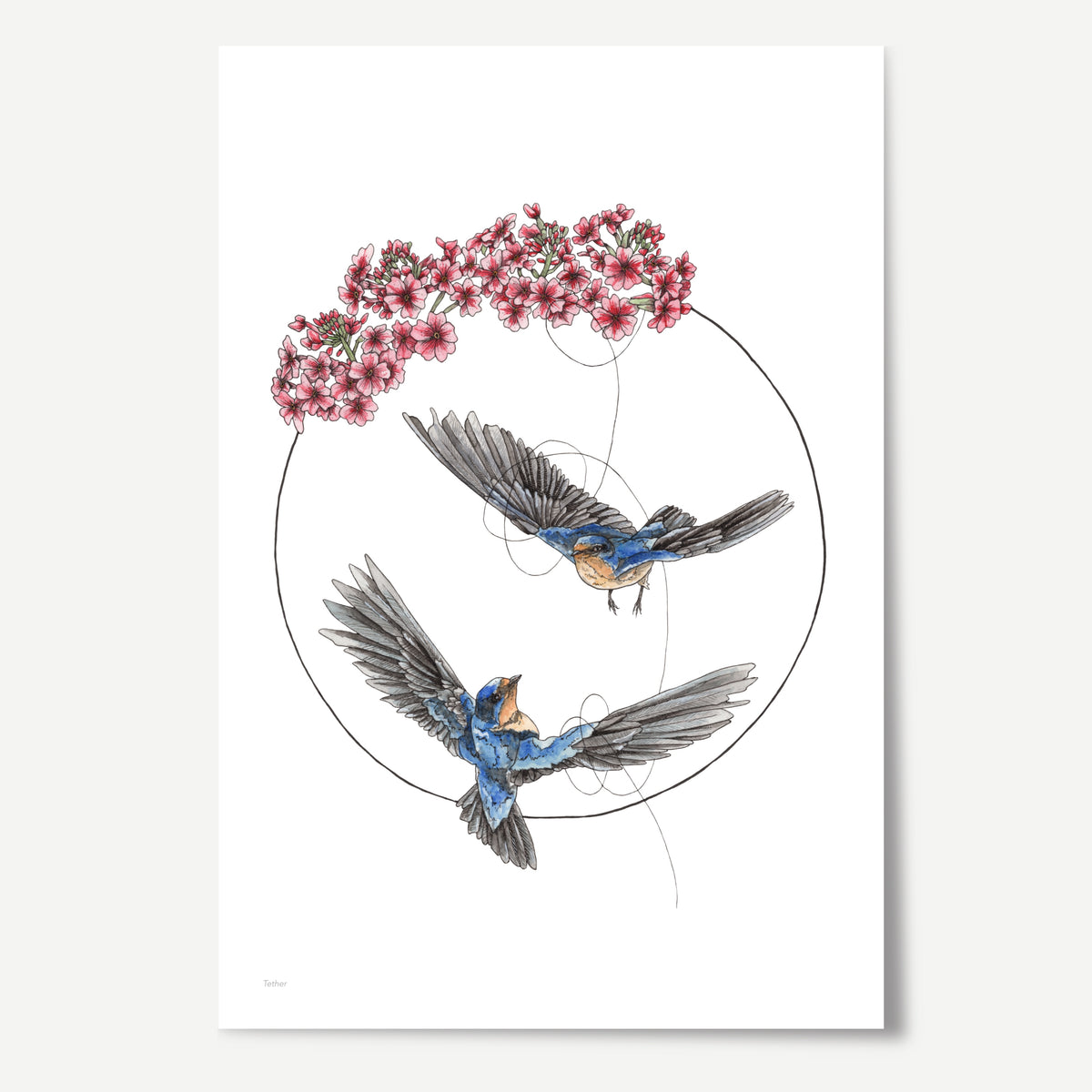 Tether Limited Edition Print – Fantailed Illustrations