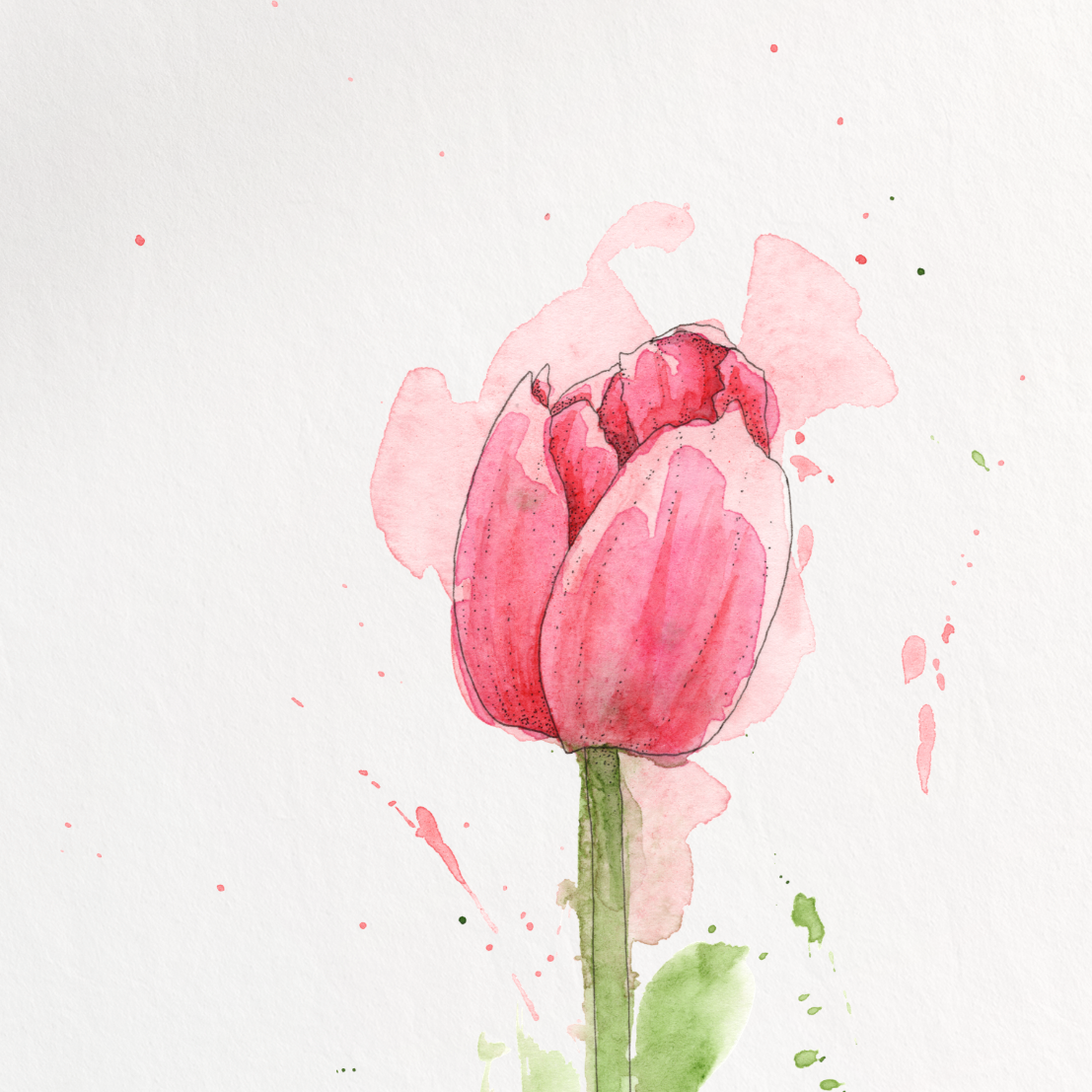 Pink tulip painting on a white background