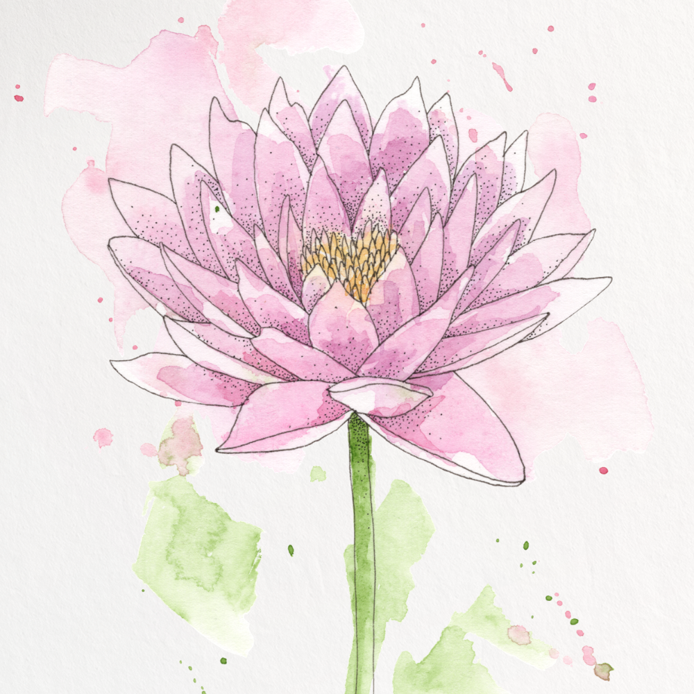Pink flower illustration on a white background