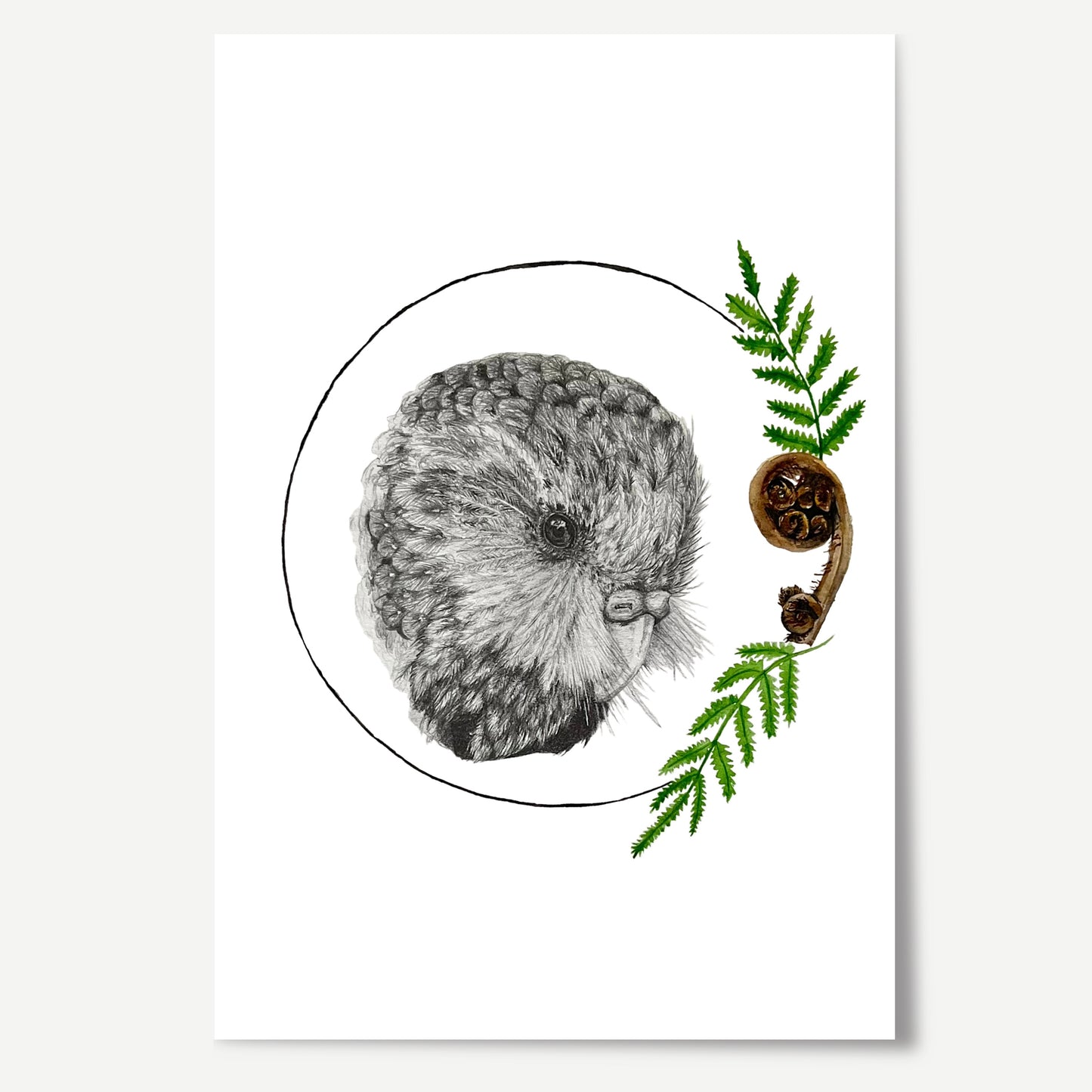 Kākāpō Limited Edition Print